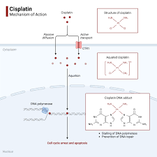 Image result for Cisplatin