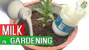 Vinegar has myriads of uses in the kitchen, but it can also do miracles in the garden! Vinegar In Gardening Top 10 Proven Benefits Of Vinegar For Plants Youtube