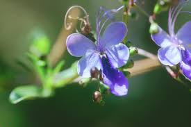 Image result for Rotheca myricoides