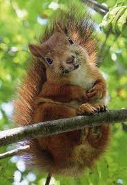 Action 4 Earth Animals And Wildlife Cute Animals Baby Animals Animals
