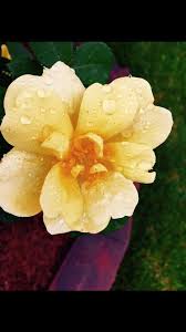 This is the name of a flower. Beautiful Flowers Flower Names Meanings And Pictures Facebook