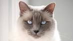 Balinese Cat Breeder & Balinese Cats For Sale by Siamese ...