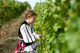Vinul trebuie privit ca un organism viu. Vinul De CasÄ Cat ZahÄr Se AdaugÄ Pentru A CreÈte Volumul De Alcool Mustdejidvei Ro
