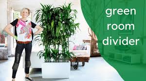 Maybe you would like to learn more about one of these? How To Create A Green Room Divider With Dracaena Lisa Plant Youtube