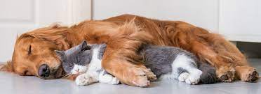 Whether you're looking for an experienced hospital in your community or want to ensure the legacy of your veterinary practice is. Sunset Animal Clinic West Columbia Veterinarians
