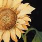 Make Your Own Flower Collage – Inspired by Mary event image