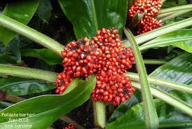 Image result for Palisota