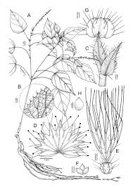 Image result for Acalypha glabrata