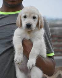 Golden Retriever For Sale Near Me In 2020 Golden Retriever Golden Retrievers For Sale Golden Retriever Baby