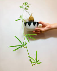 Image result for Adenia stenodactyla