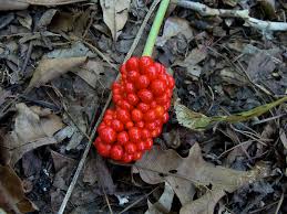 Check spelling or type a new query. Know Your Natives Jack In The Pulpit Green Dragon Arkansas Native Plant Society