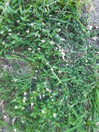 Image result for Lotononis bainesii