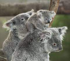Koalas By San Diego Zoo Global Cute Animals Cute Baby Animals Koala