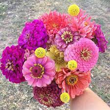 Zinnia S Galore And Cute Billy Buttons Flower Farm Billy Buttons Zinnias