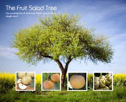 Maybe you would like to learn more about one of these? 4 In 1 Asian Pear Tree Asian Pear Trees Willis Orchards