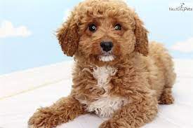Cavapoo puppies can take on the physical attributes of either cavalier king charles spaniels or poodles, and it's hard to predict which breed they'll take after more. Cavapoo Puppy For Sale Near Greensboro North Carolina D51aba7f 6ee1