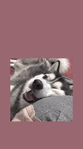 Husky ringtones and wallpapers free by zedge. ð‡ð®ð¬ð¤ð² ð°ðšð¥ð¥ð©ðšð©ðžð« Cute Dog Wallpaper Dog Wallpaper Cute Puppy Wallpaper