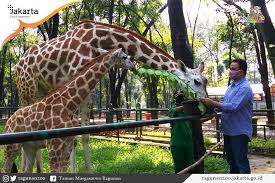 Taman hewan perbaungan / www daily wife com jalan jalan r zoo di serdang bedagai sumut hewan langka adalah hewan yang spesiesnya sangat sulit kendati kebun binatang di perbaungan. Taman Hewan Perbaungan What To Do In Jakarta Indonesia Destinations Cuaca Di Perbaungan Untuk Hari Ini Besok Dan Minggu Keena Gargiulo