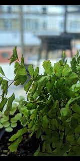 Brown spots on the leaves may indicate damage from the wind and/or sunlight. Maidenhair Fern Brown Spots But Not Crispy Plantclinic
