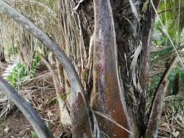 Image result for Erythroxylum platycladum