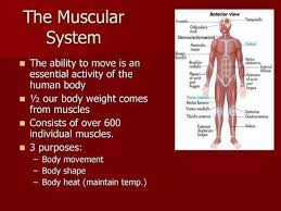 Human muscle system, the muscles of the human body that work the skeletal system, that are under voluntary control, and that are concerned with the following sections provide a basic framework for the understanding of gross human muscular anatomy, with descriptions of the large muscle groups leg muscle diagram. The Muscular System The Ability To Move Is An Essential Activity Of The Human Body The Ability To Move Is An Essential Activity Of The Human Body Our Ppt Download