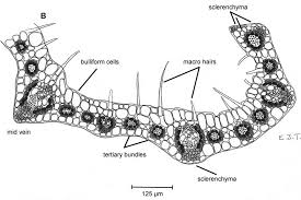Image result for Urelytrum agropyroides