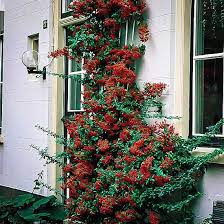 Image result for Pyracantha