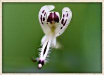 Image result for Artabotrys collinus