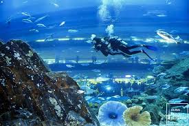 A must vist for every seaworld lover. Shark Dive Experience In The Dubai Aquarium Dubai Travel Blog
