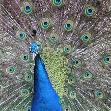 Birds wallpapers in ultra hd or 4k. Amazon Com Colorful Bird Wallpaper Hd Wallpapers Of Colorful Birds Appstore For Android