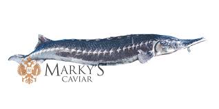 The starry sturgeon is an anadromous species, which migrates up rivers to spawn. Isinglass Swim Bladder Of Sevruga Acipenser Stellatus 1 Pcs Walmart Com Walmart Com