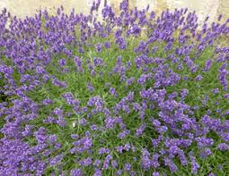 As a modern person, how would you survive during the medieval water is the greatest essential, you can last longer without food than without water. How To Grow Lavender