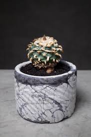 考氏翠冠玉 lophophora diffusa var koehresii succulents cactus and succulents plants