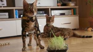 Soubory cookies nám pomáhají řídit obsah stránky a reklamy tak, aby vyhovovaly vašim představám. Kocka Aktualne Cz