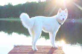 Rare Snow White Pure Siberian Husky Puppies White Siberian Husky Siberian Husky Blue Eyes White Husky