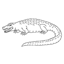 Also crocodile of salt water are liked by adults because these are very big. Top 10 Free Printable Crocodile Coloring Pages Online