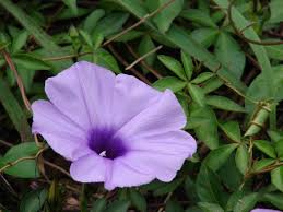 Image result for Ipomoea turbinata