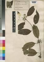 Image result for Sabicea venosa