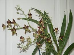 Image result for Ansellia