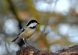 Durée de fonctionnement moyenne, mesurée dans des conditions spécifiques de tests ; Mesange Noire Description De L Oiseau Photos Instinct Animal