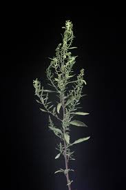 Image result for Dysphania procera