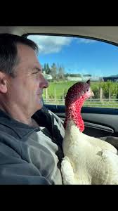 Happy Hens Waihi added a new photo — in...