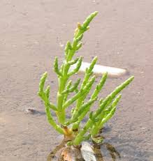 Image result for Salicornia pachystachya