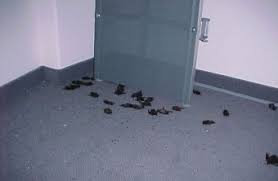 Find and follow posts tagged fledermäuse on tumblr. So Konnen Sie Fledermausen Am Haus Helfen Lbv Gemeinsam Bayerns Natur Schutzen