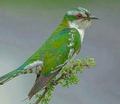 Diderick Cuckoo Male Hayvanlar Doga Dogal