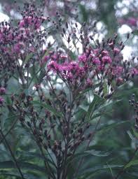 Image result for Vernonia turbinella