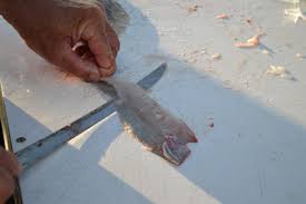 His father told him, i don't want you to chum around with robert anymore; Live Bait In Florida Florida Go Fishing