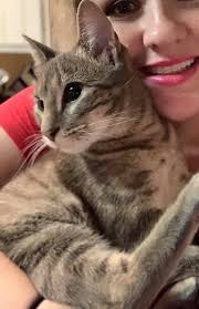 My daughter cat randomly went outside and ran away. The location is the  peak apartment sky mountain drive. Pls if you see this cat DM me thank you.