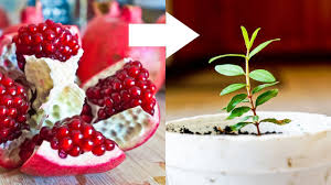The pomegranate grows on a small shrub like tree. How To Grow Pomegranate Tree From Seed Youtube