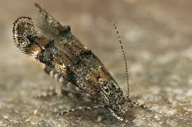 Image result for Mompha miscella